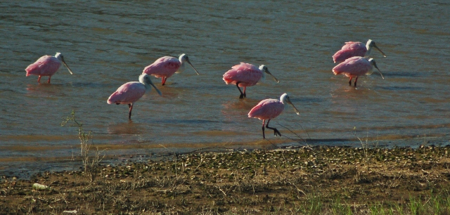 spoonbills